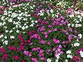 Sun Impatiens / Impatiens walleriana